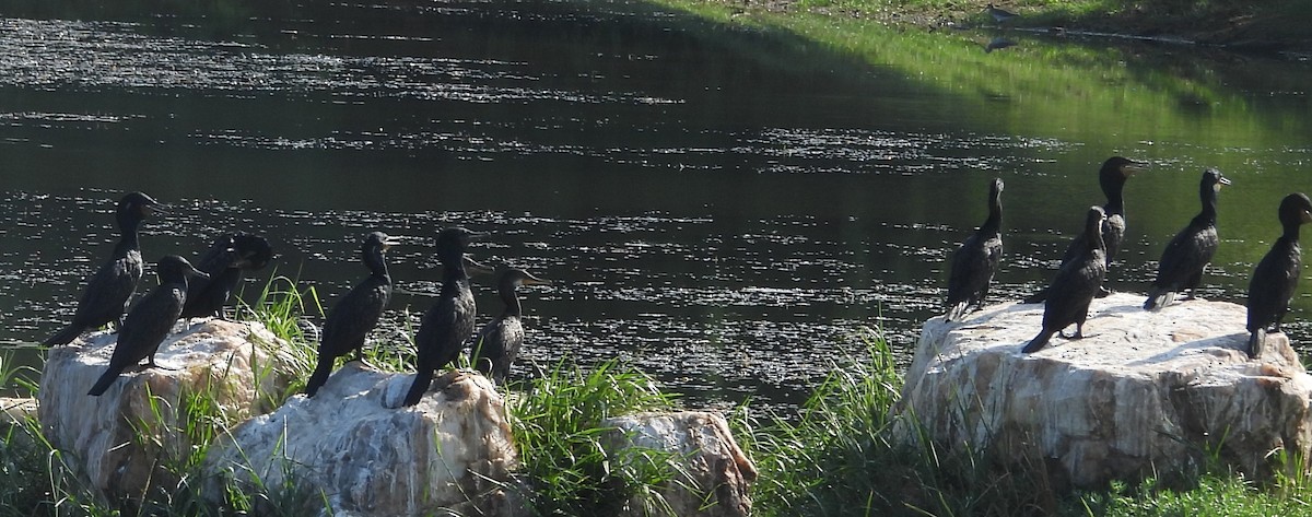 Little Cormorant - ML645633725