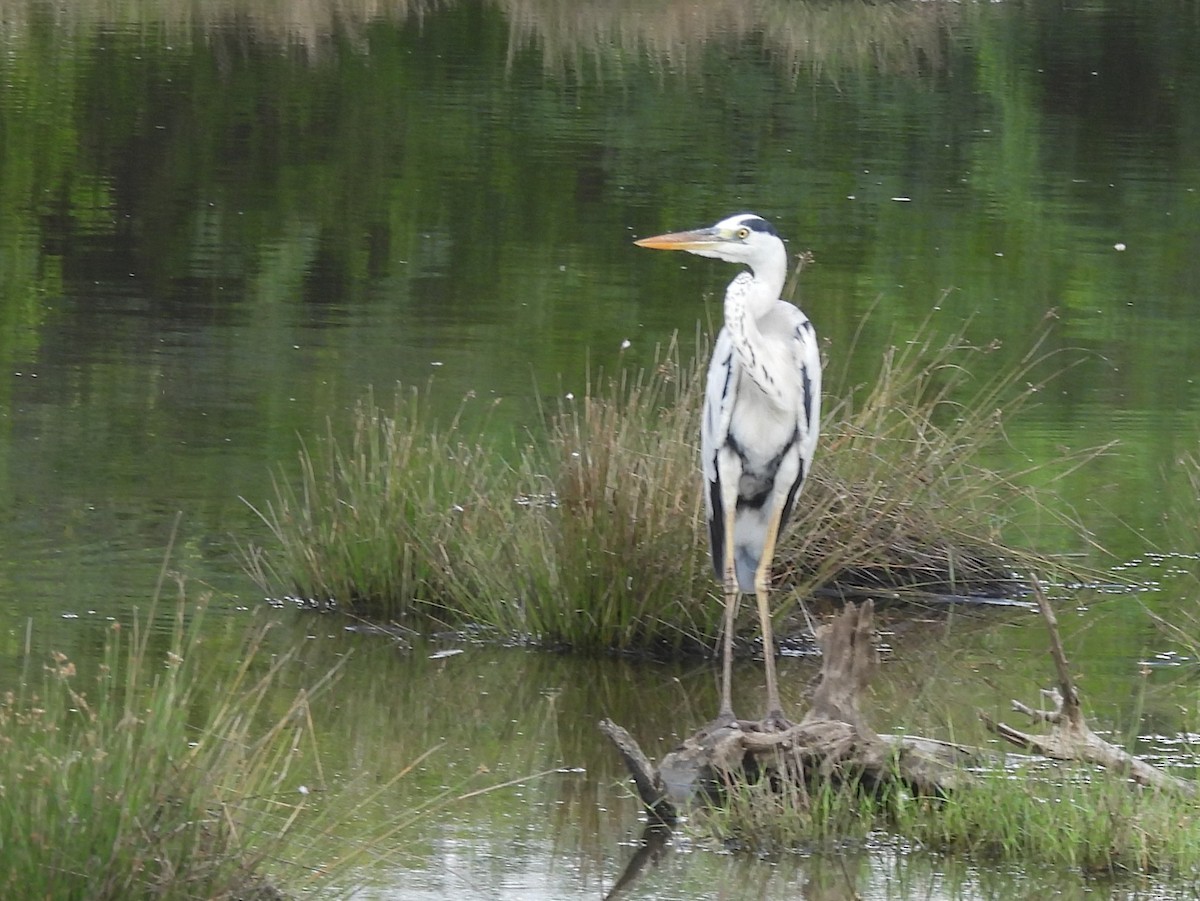 Gray Heron - ML645633726