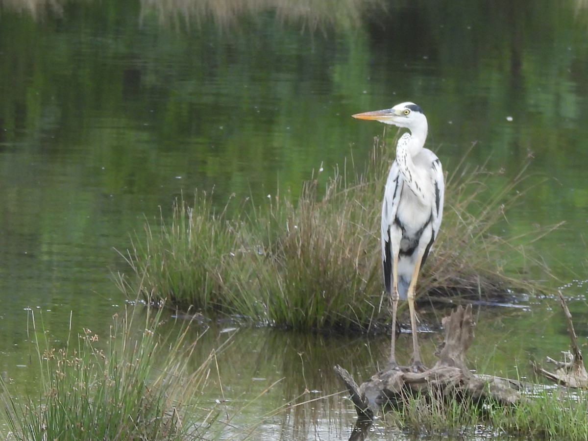 Gray Heron - ML645633727
