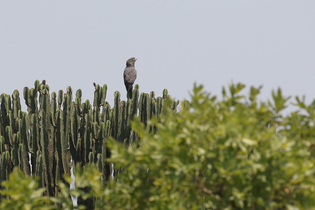 Culebrera Coliblanca - ML645633729