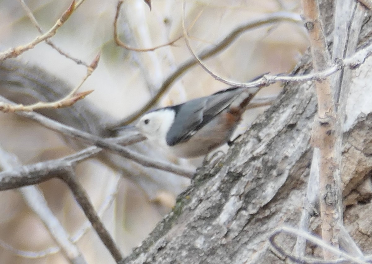White-breasted Nuthatch - ML645633731
