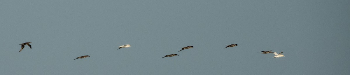 Сула атлантична - ML645633732