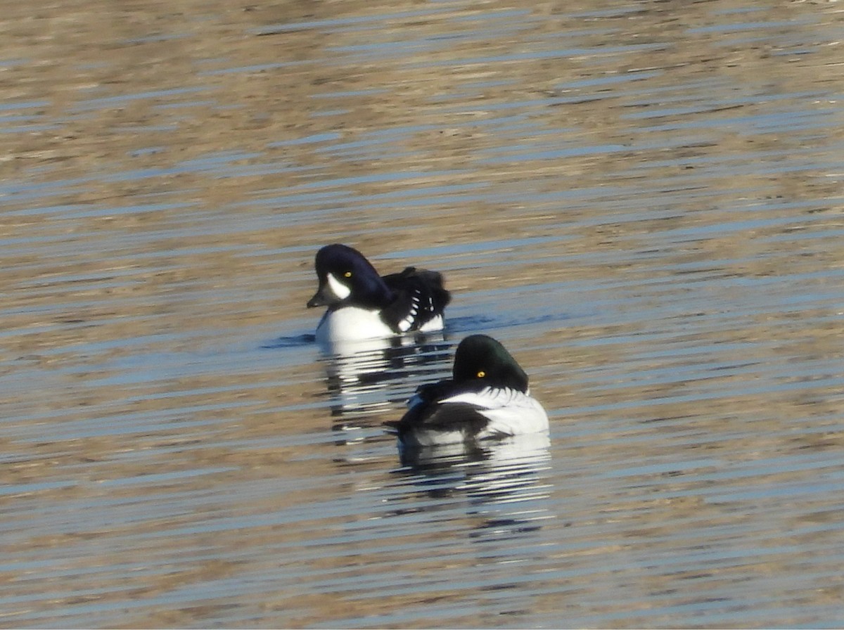 Barrow's Goldeneye - ML645633752