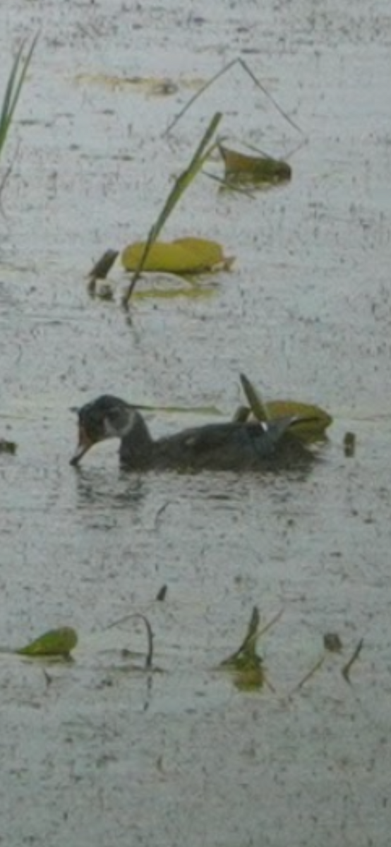 kachnička karolínská - ML645633754