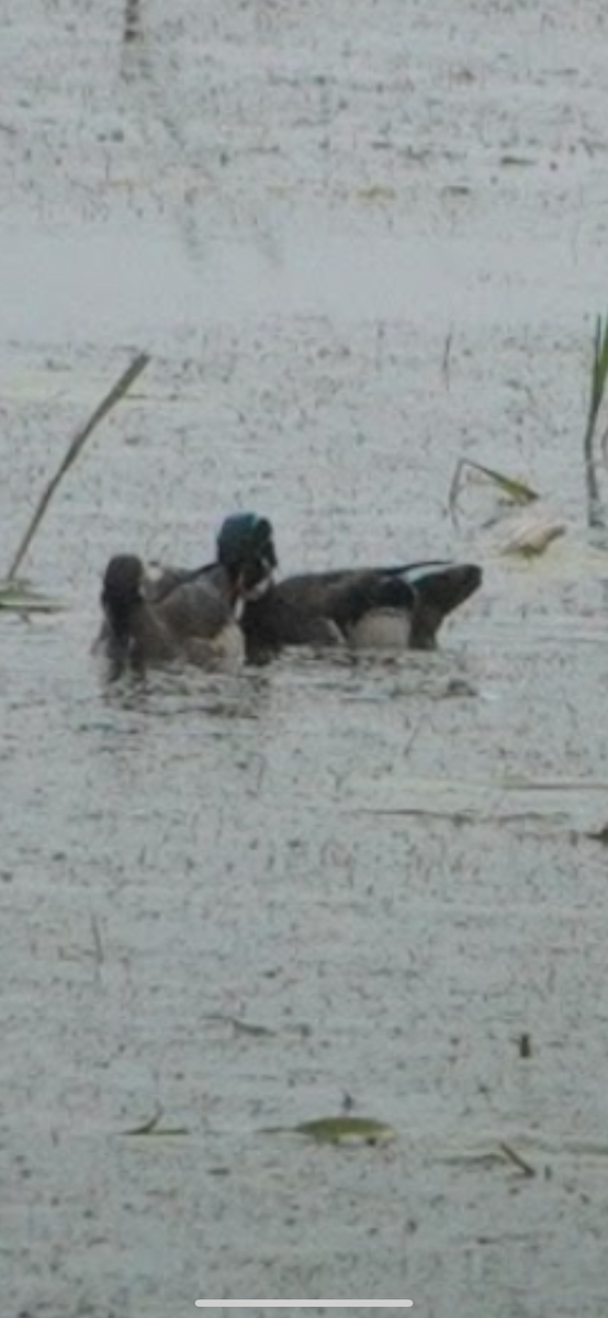 kachnička karolínská - ML645633755