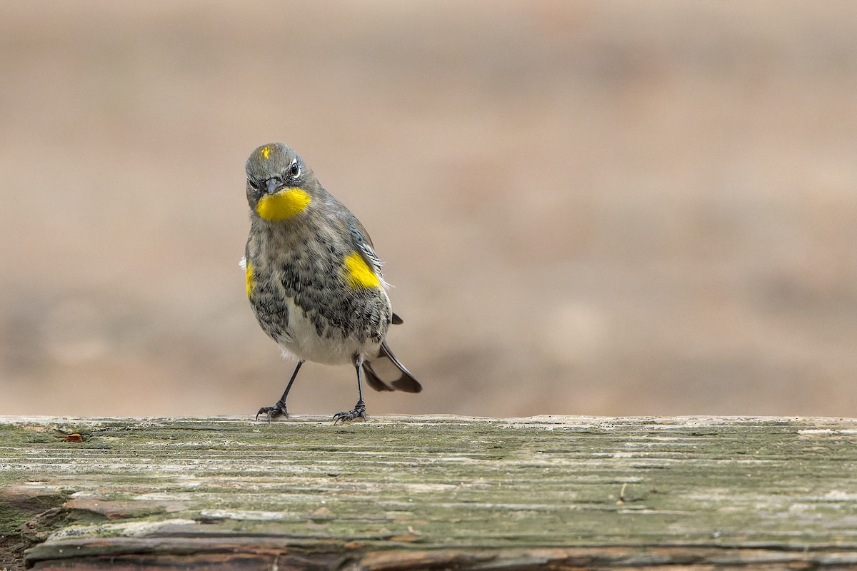 Yellow-rumped Warbler - ML645633756