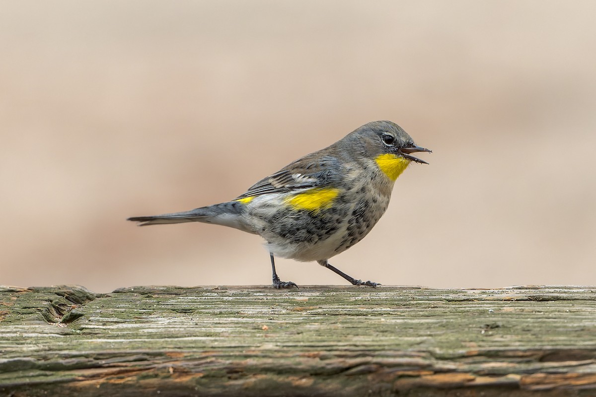 Yellow-rumped Warbler - ML645633761
