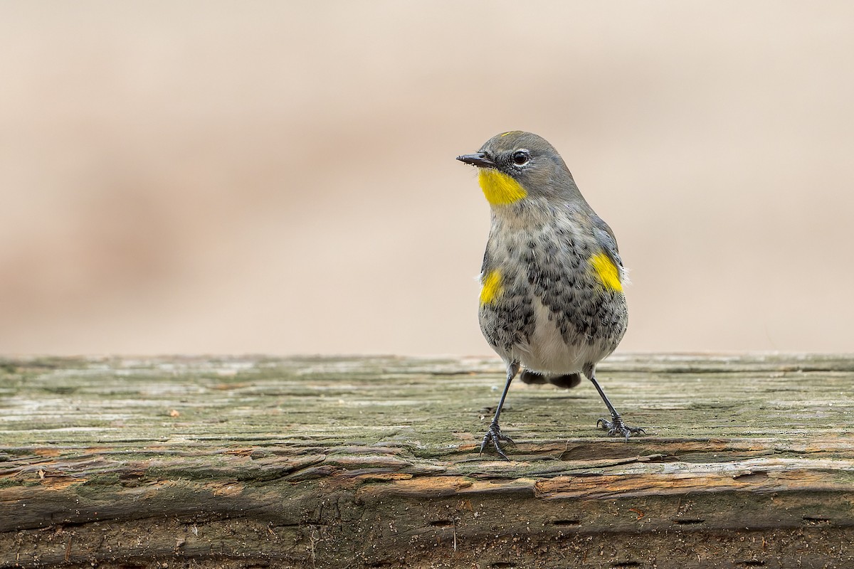 Yellow-rumped Warbler - ML645633762
