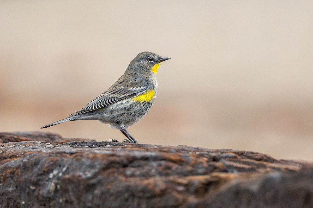 Yellow-rumped Warbler - ML645633763