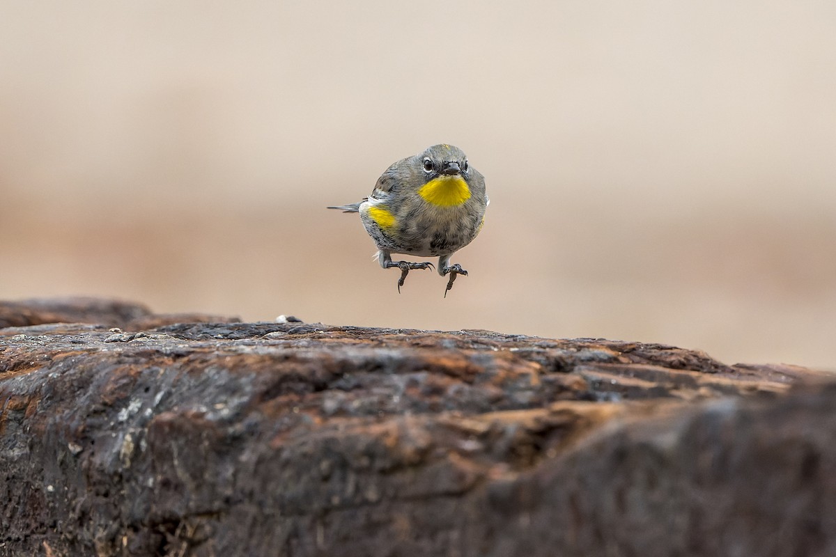 Yellow-rumped Warbler - ML645633764