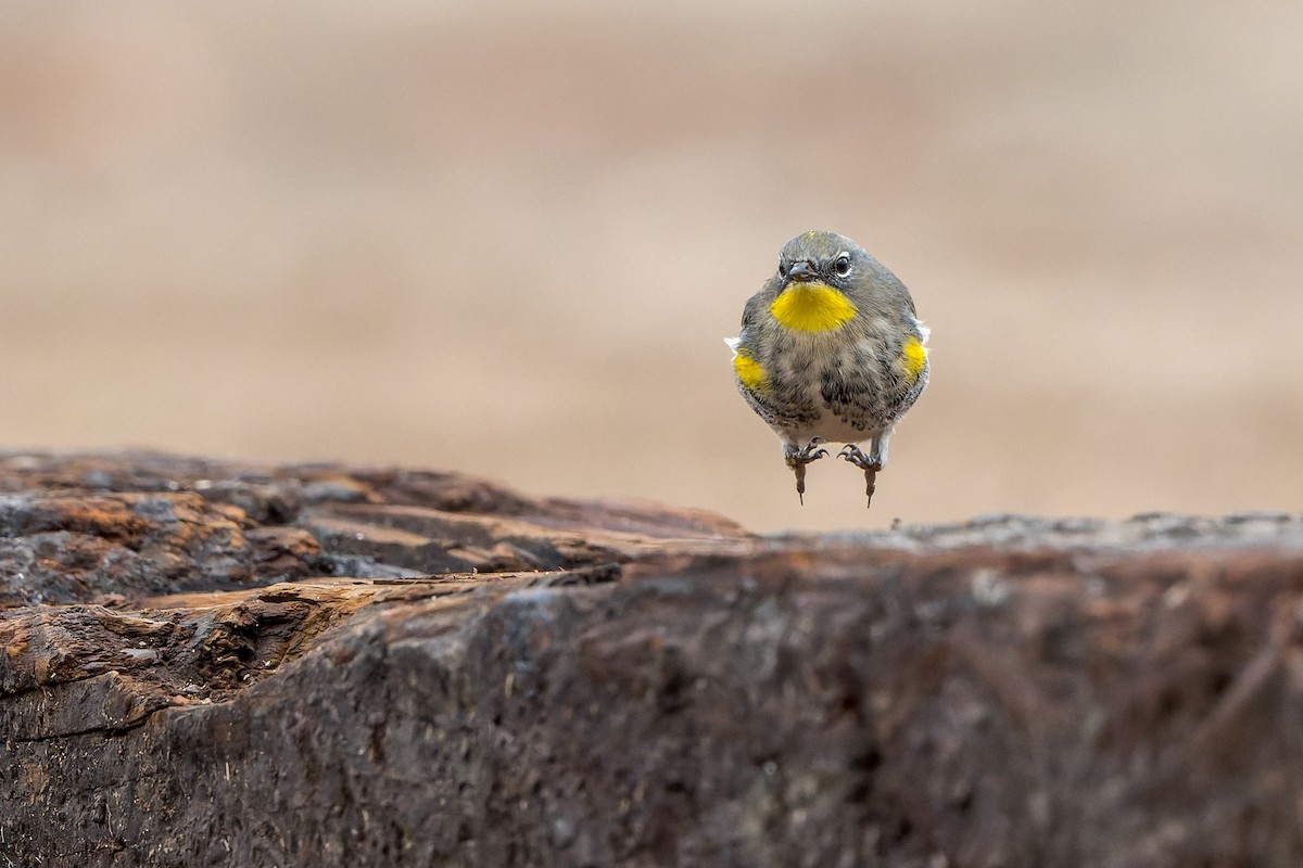 Yellow-rumped Warbler - ML645633765