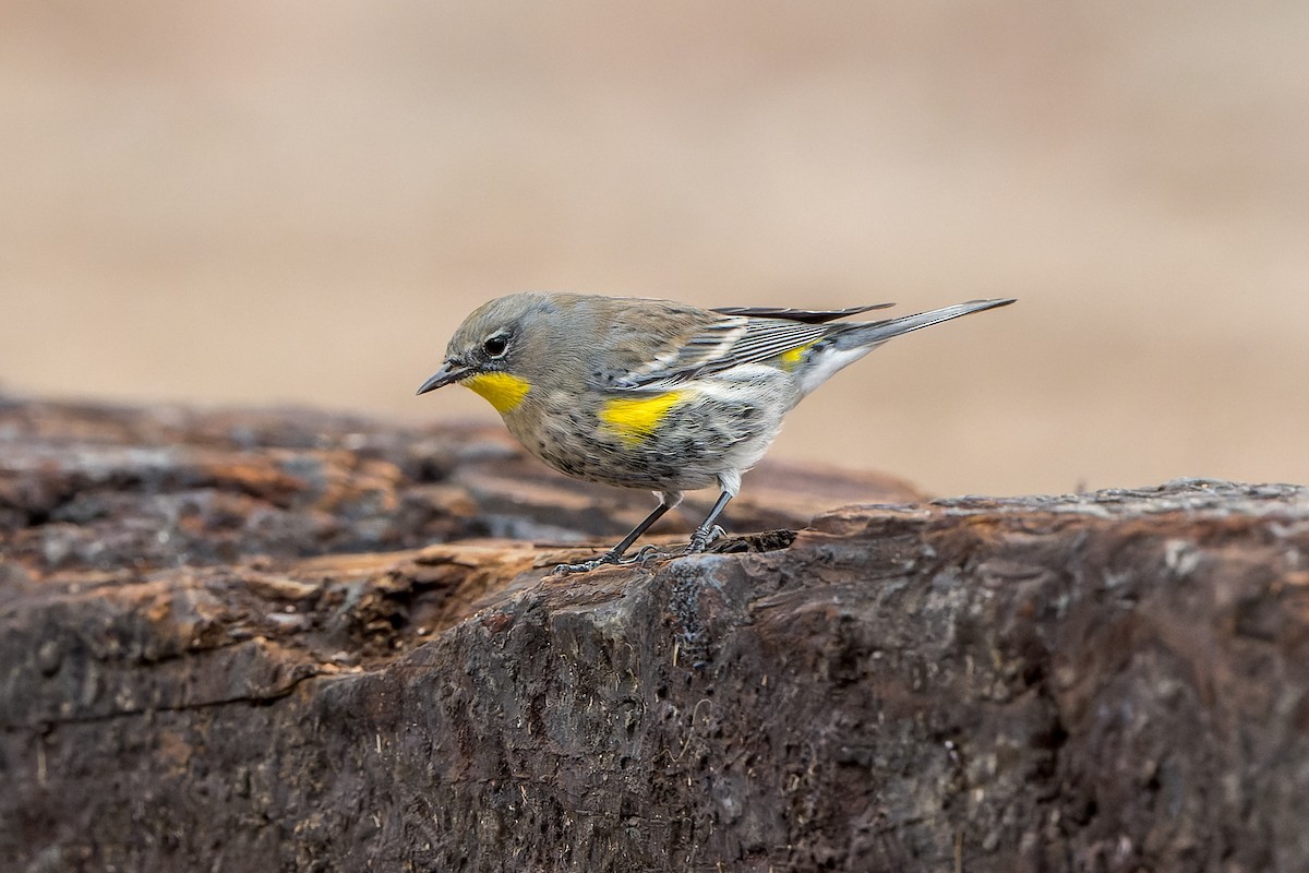 Yellow-rumped Warbler - ML645633766