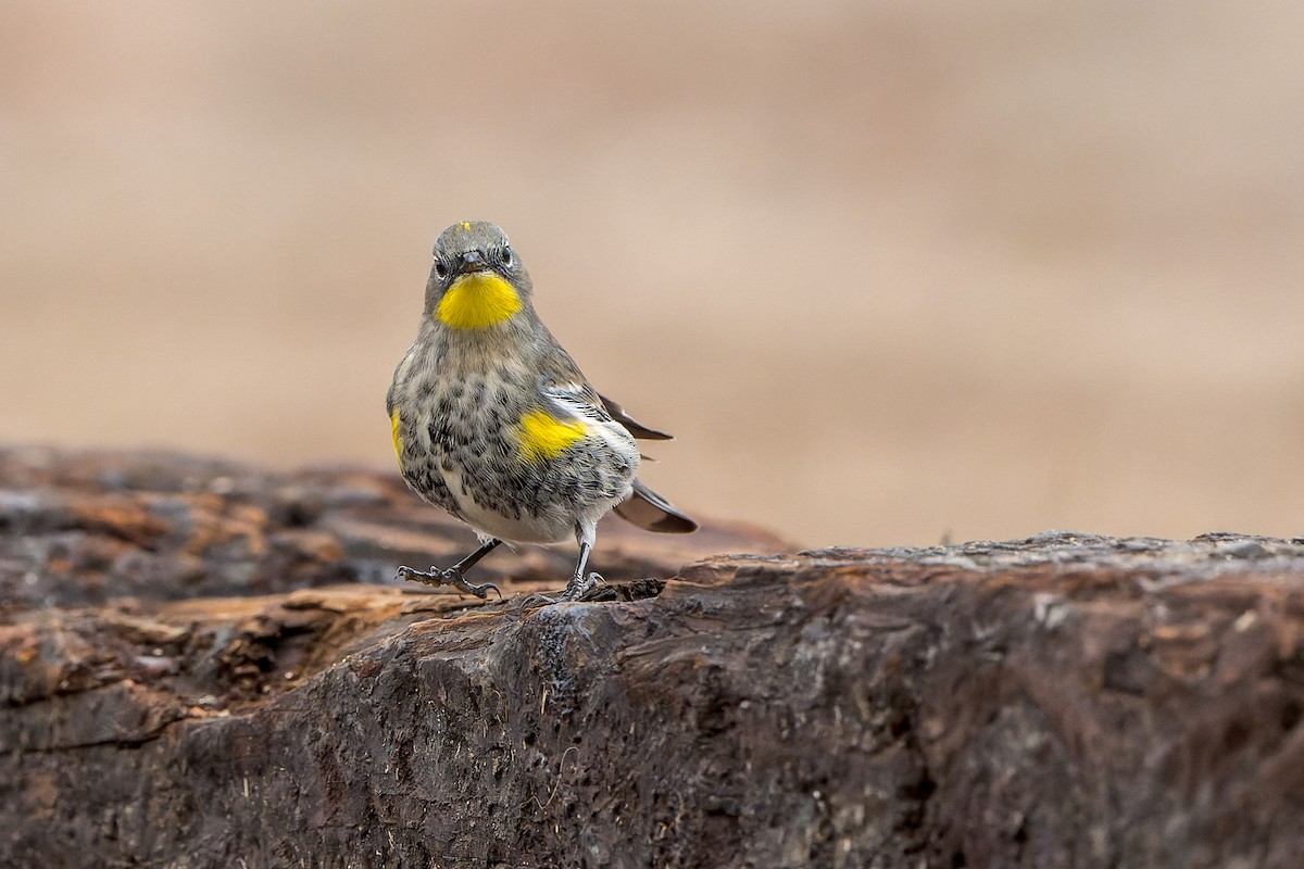 Yellow-rumped Warbler - ML645633767