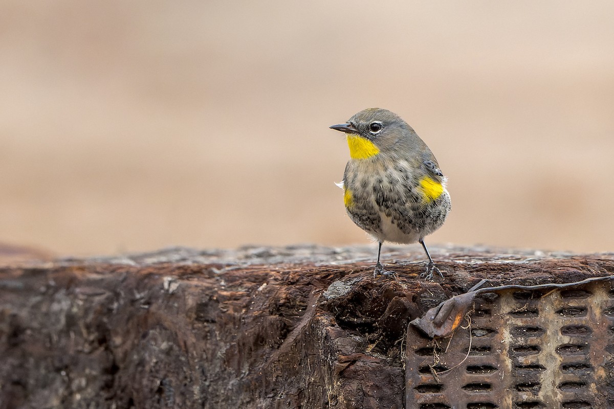 Yellow-rumped Warbler - ML645633768