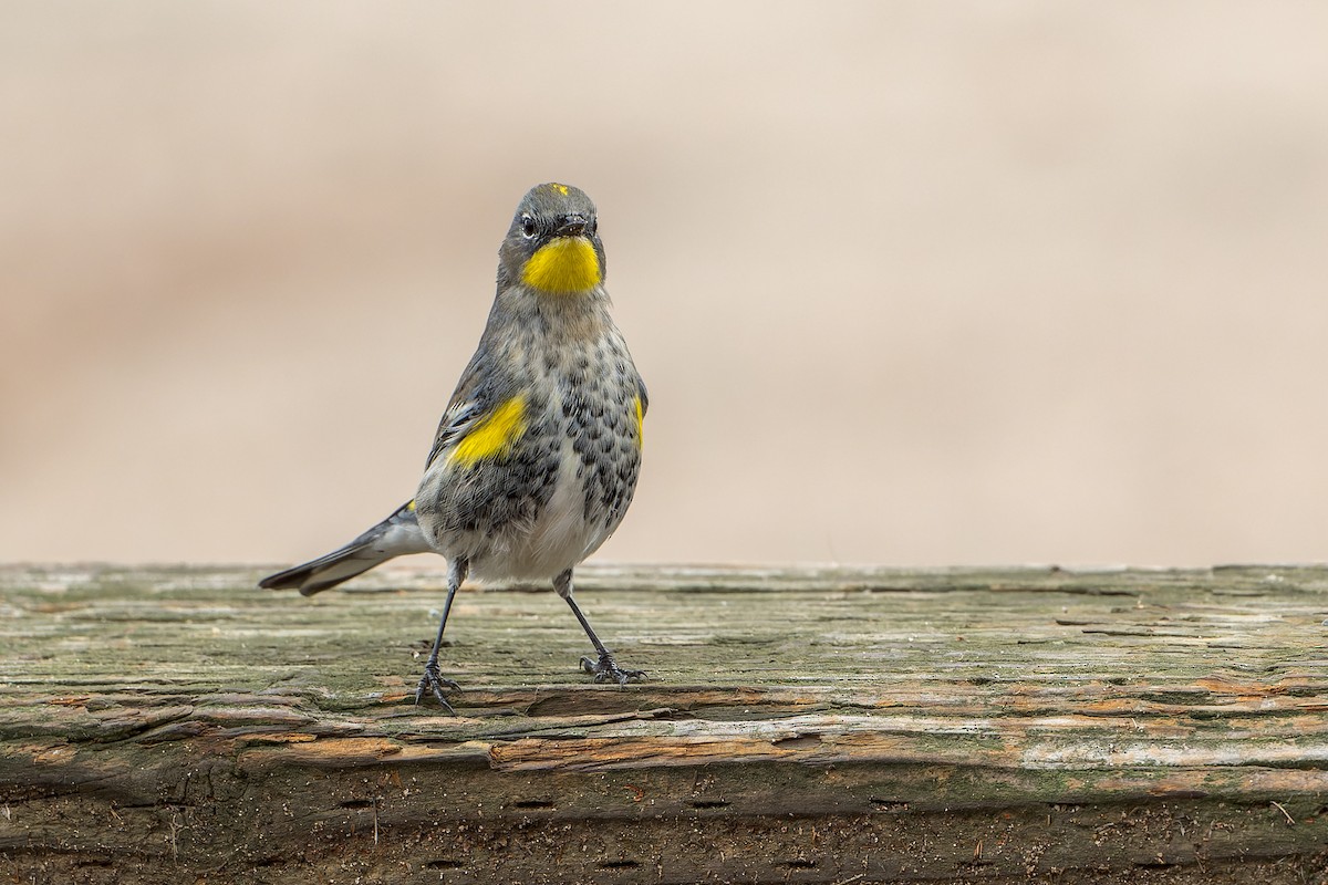Yellow-rumped Warbler - ML645633769