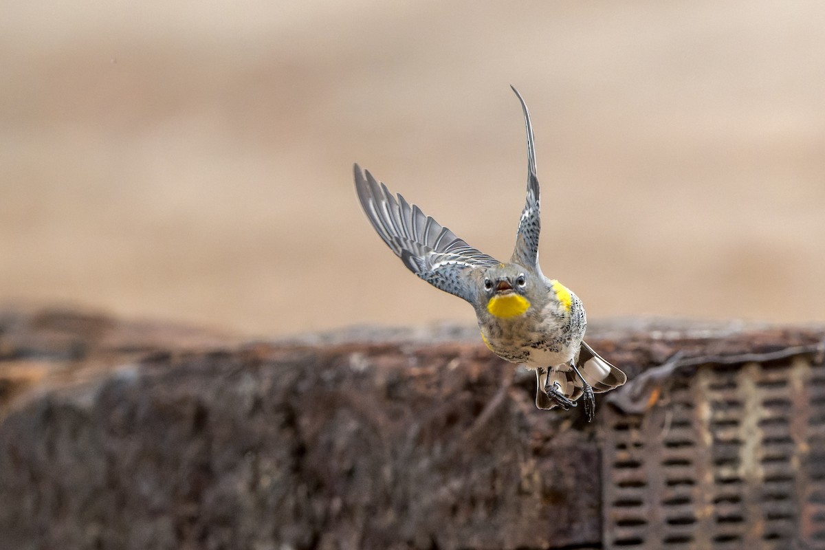 Yellow-rumped Warbler - ML645633770