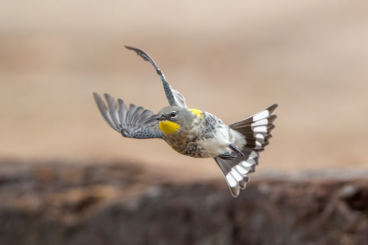 Yellow-rumped Warbler - ML645633771