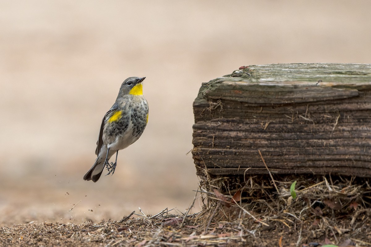 Yellow-rumped Warbler - ML645633772