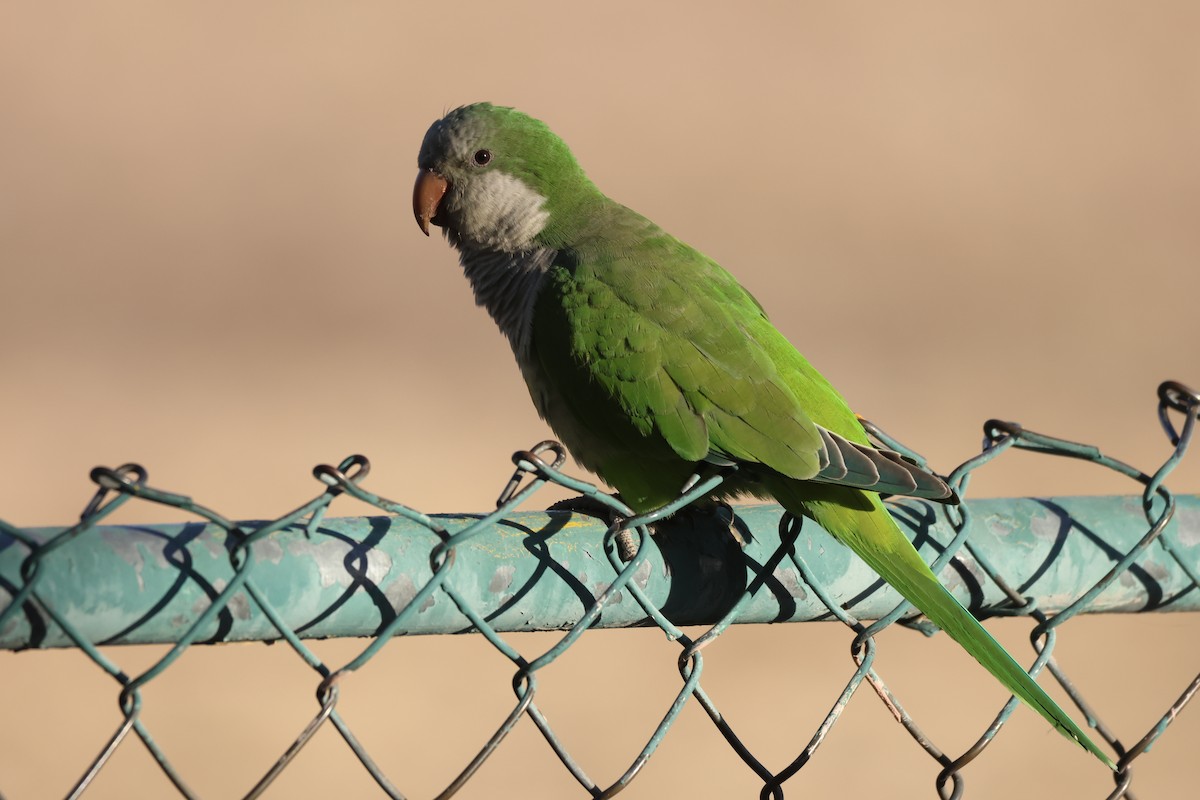 Mönchssittich - ML645633773