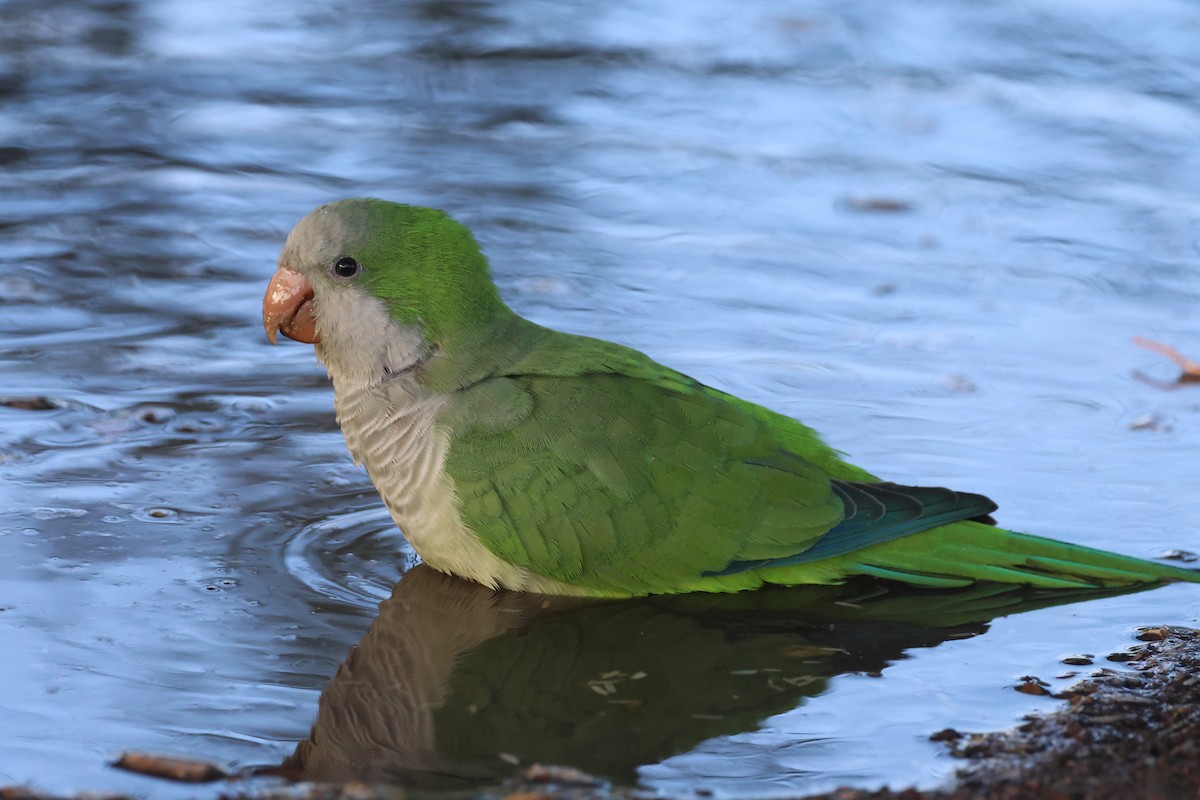 Mönchssittich - ML645633774