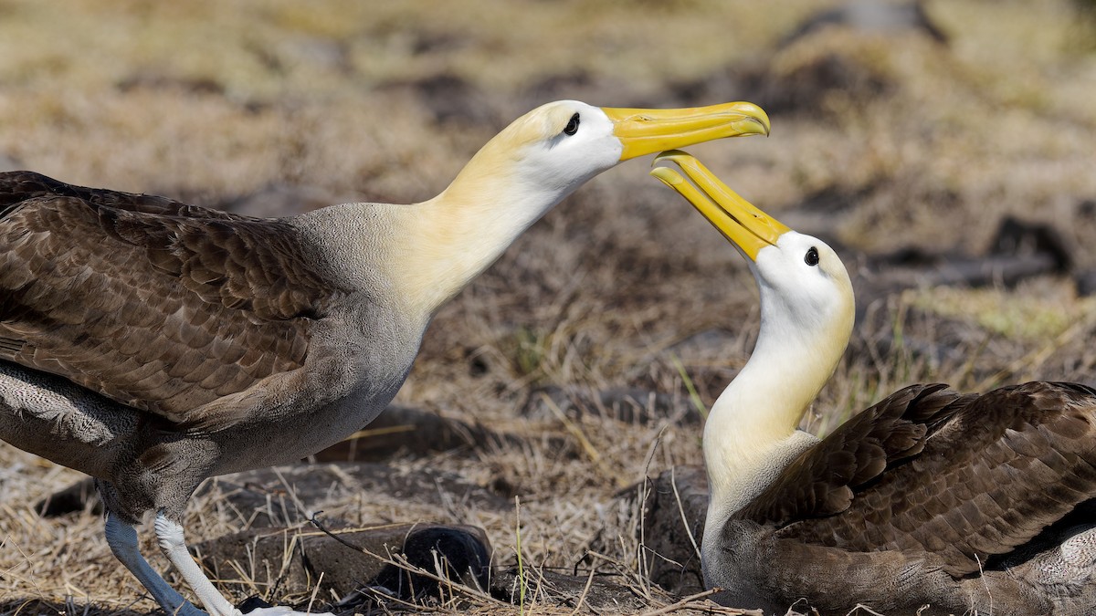 Waved Albatross - ML645633777
