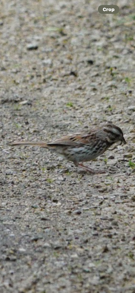 Song Sparrow - ML645633780