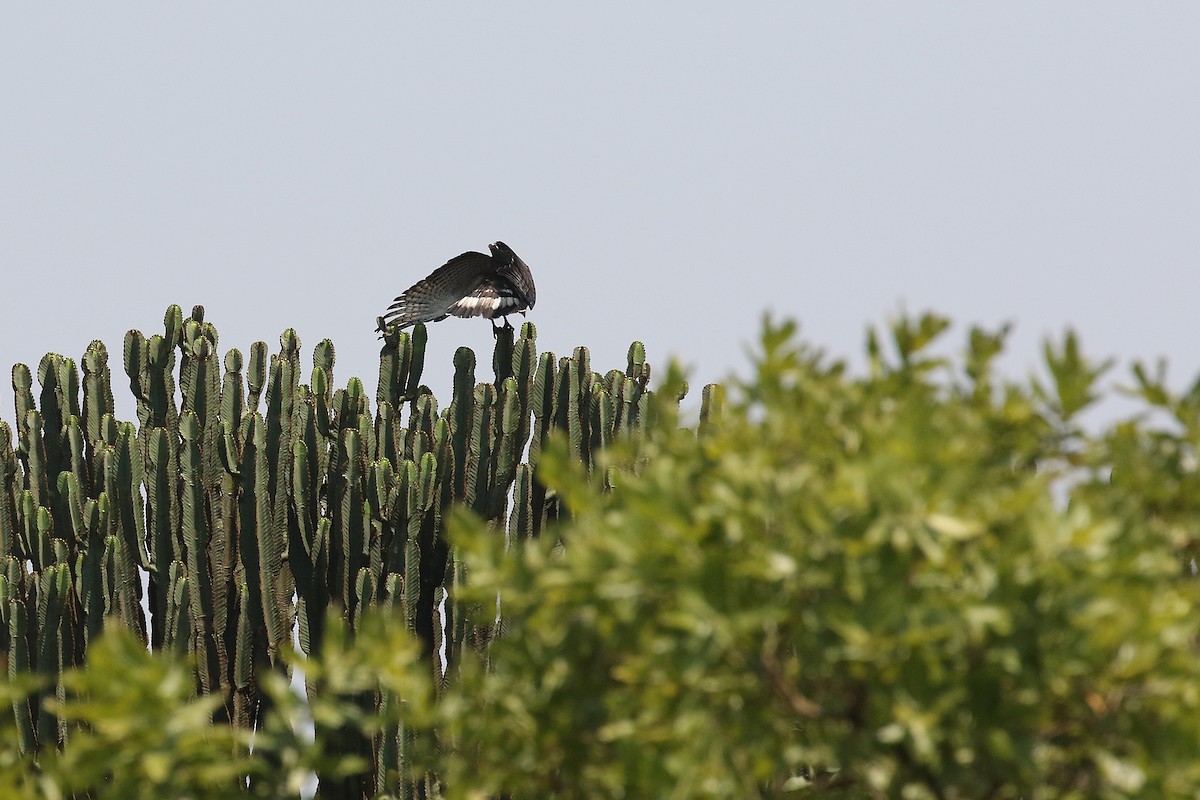 Culebrera Coliblanca - ML645633784