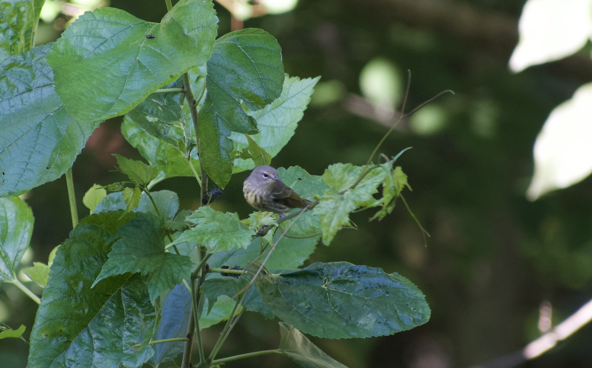Cape May Warbler - ML645633790