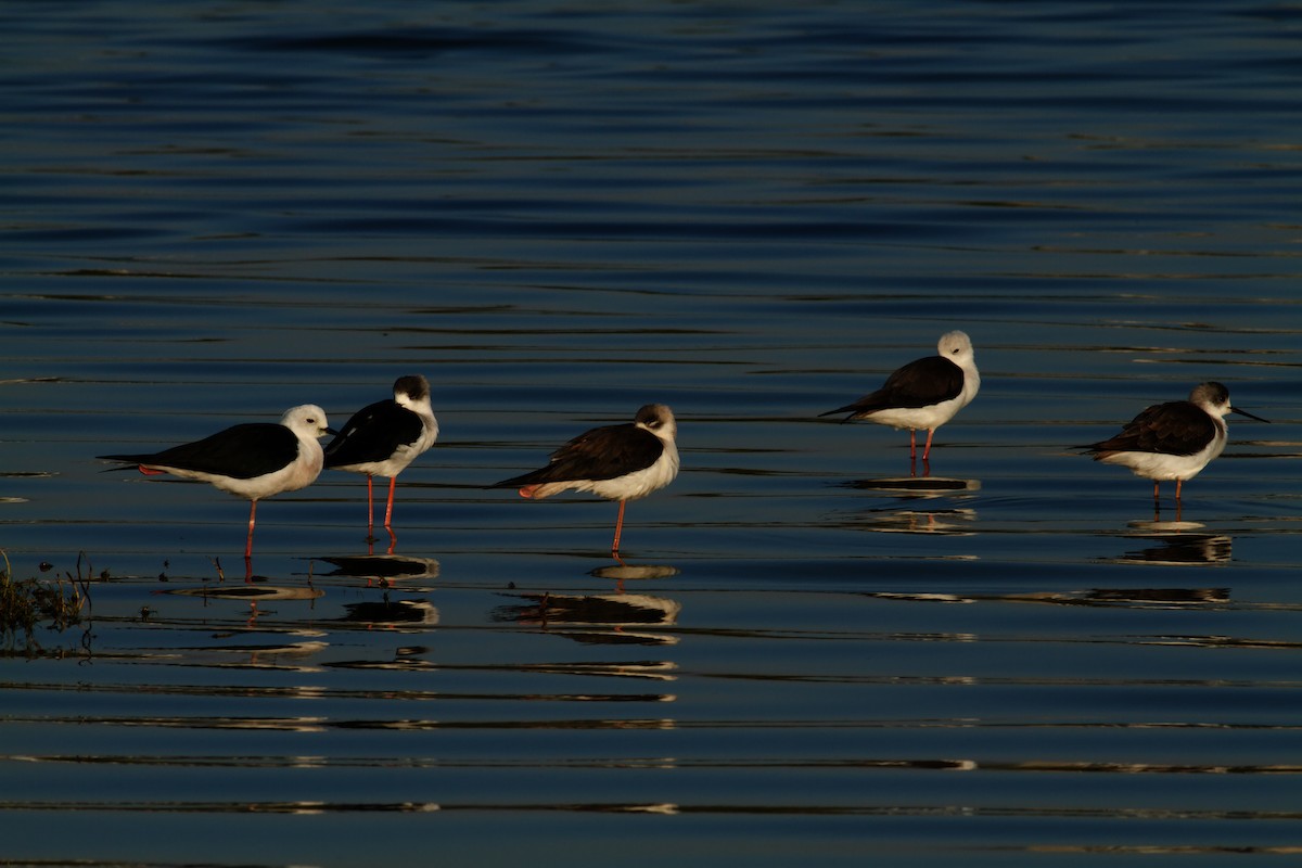 Zankaluze eurasiarra - ML645633791