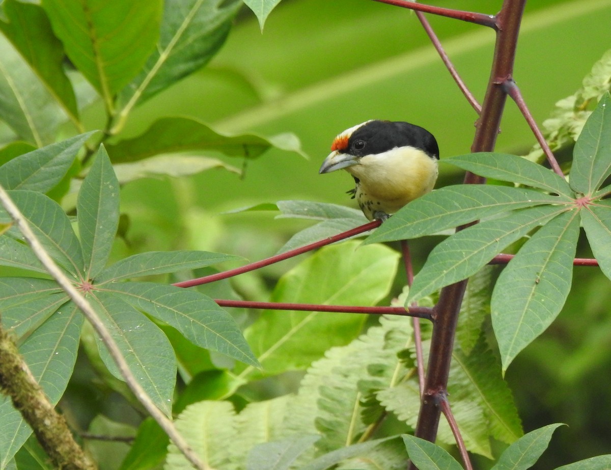 Orange-fronted Barbet - ML645633792