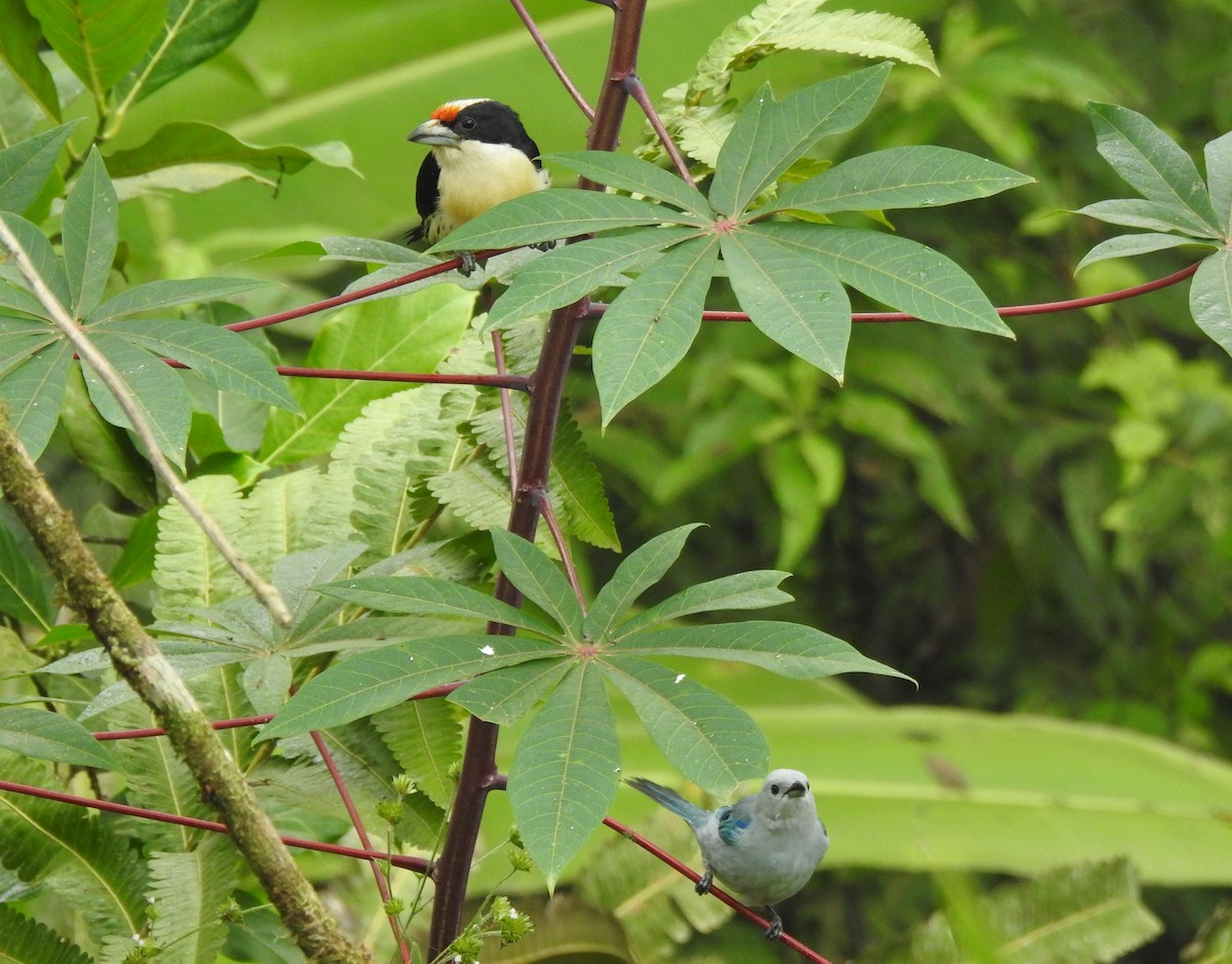 Orange-fronted Barbet - ML645633793