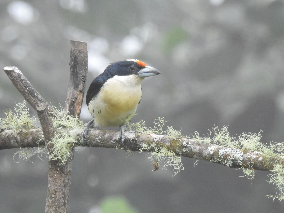 Orange-fronted Barbet - ML645633794