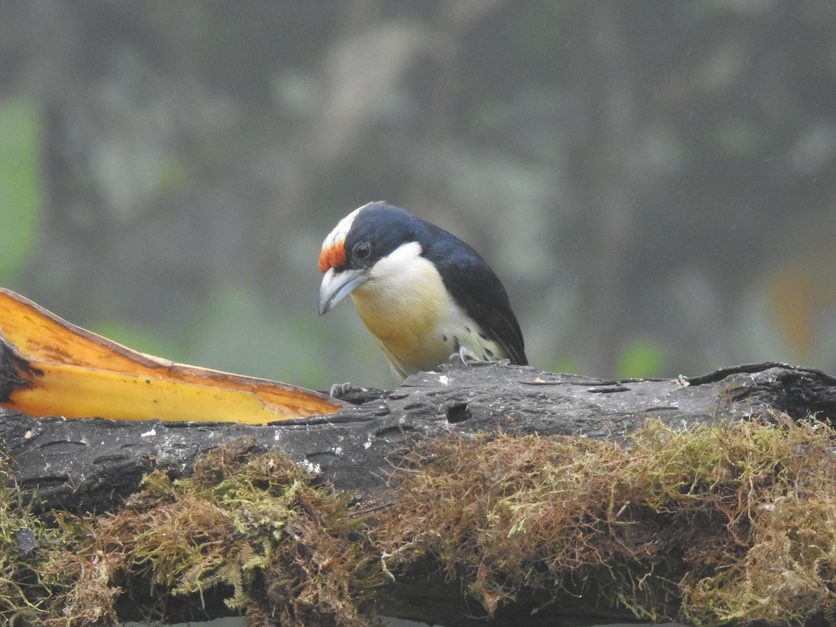 Orange-fronted Barbet - ML645633795