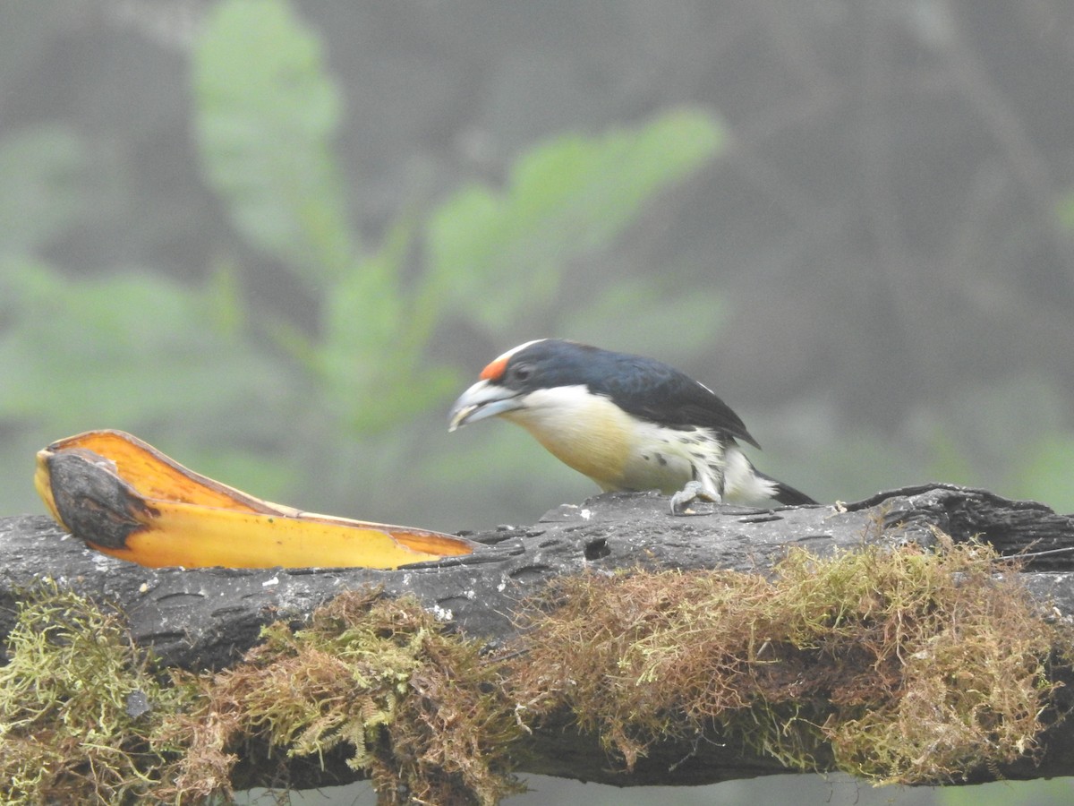 Orange-fronted Barbet - ML645633796