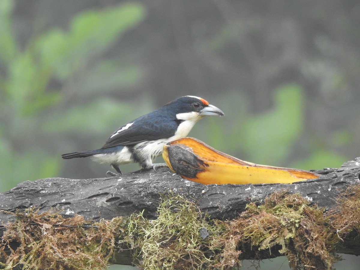 Orange-fronted Barbet - ML645633797