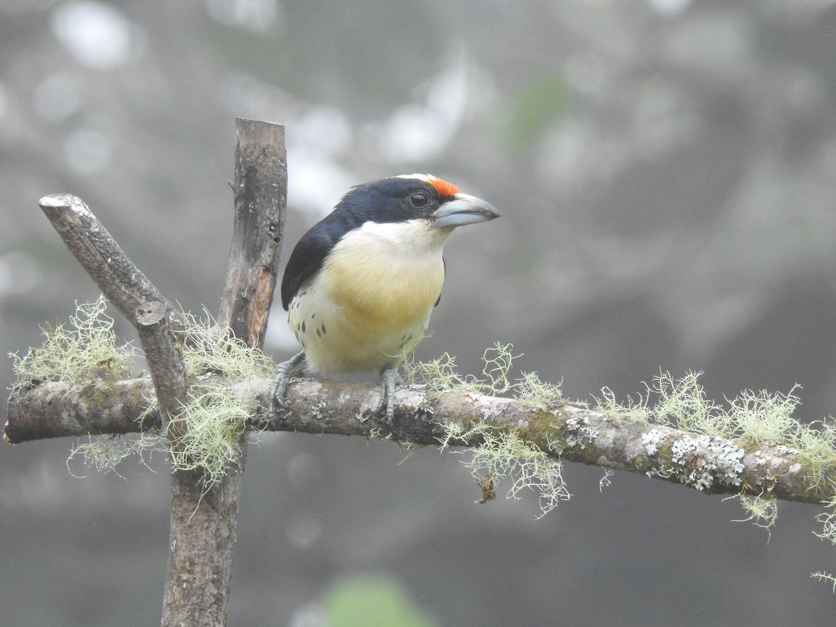 Orange-fronted Barbet - ML645633798