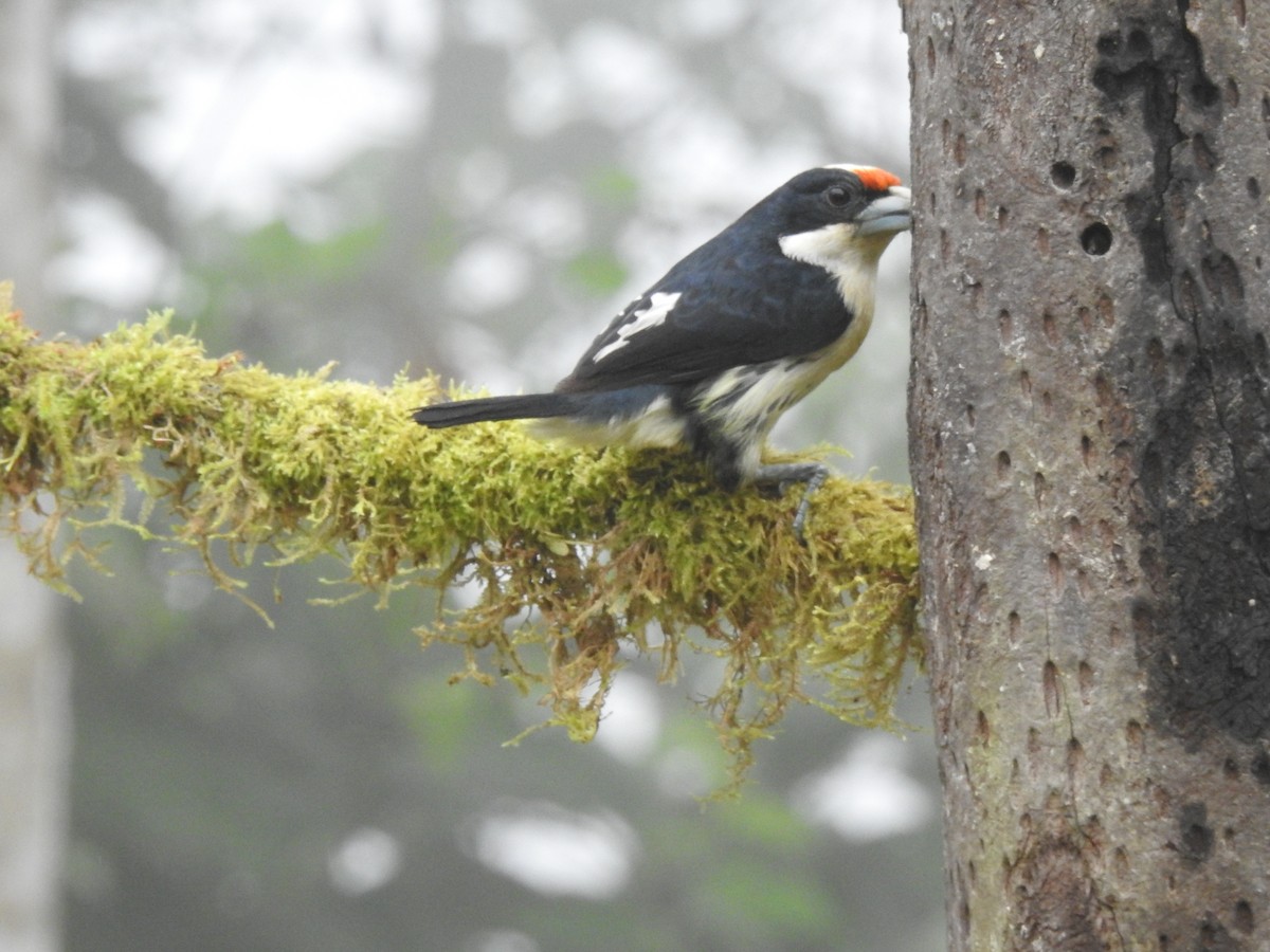 Orange-fronted Barbet - ML645633799