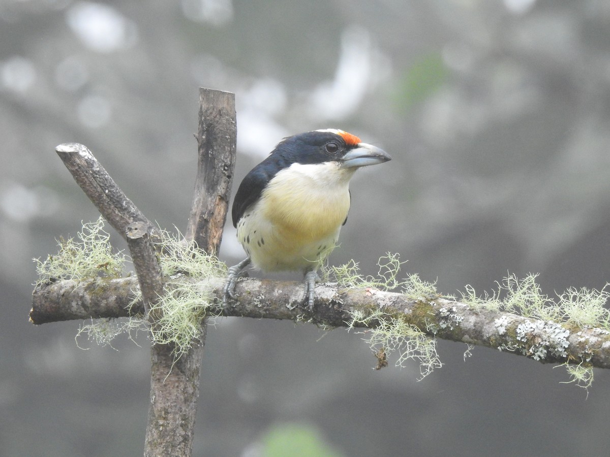 Orange-fronted Barbet - ML645633800
