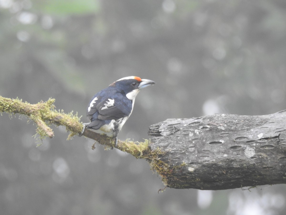 Orange-fronted Barbet - ML645633801