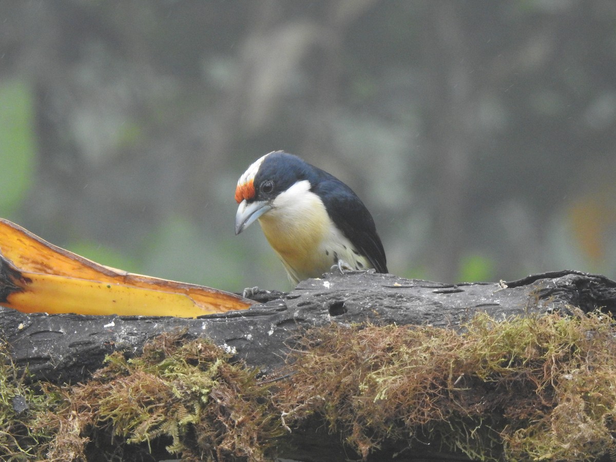 Orange-fronted Barbet - ML645633802