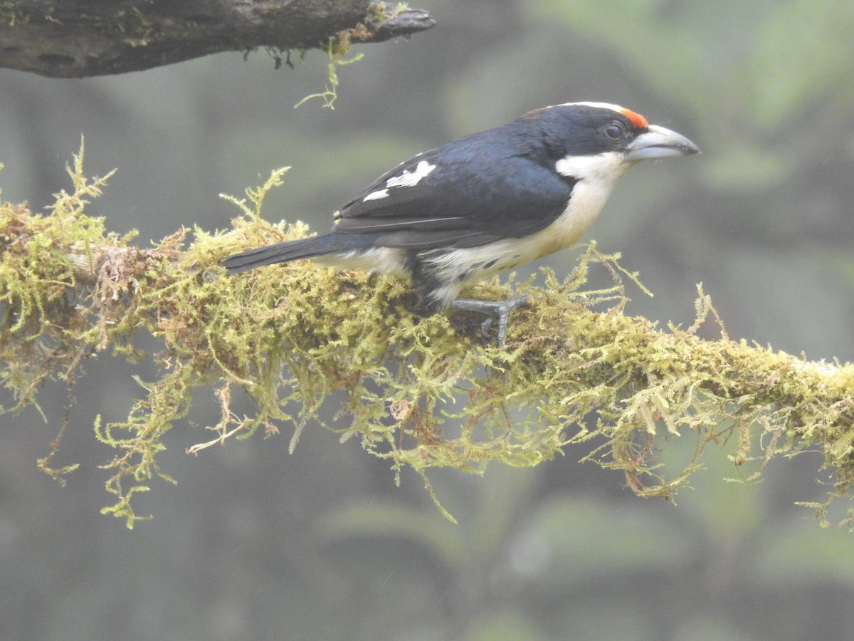 Orange-fronted Barbet - ML645633803