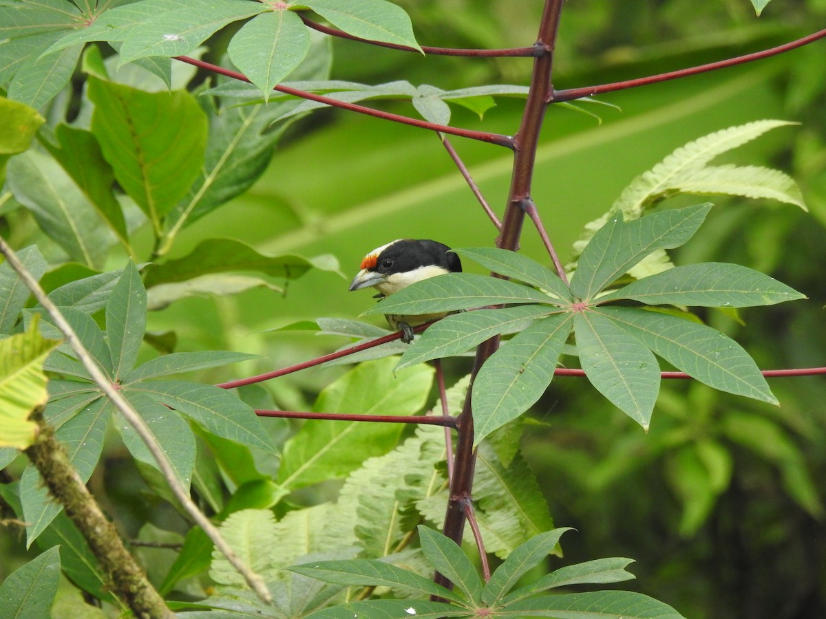 Orange-fronted Barbet - ML645633804