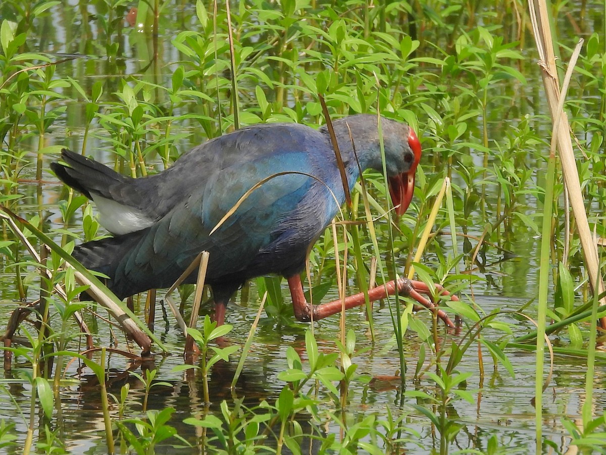 Gray-headed Swamphen - ML645633805