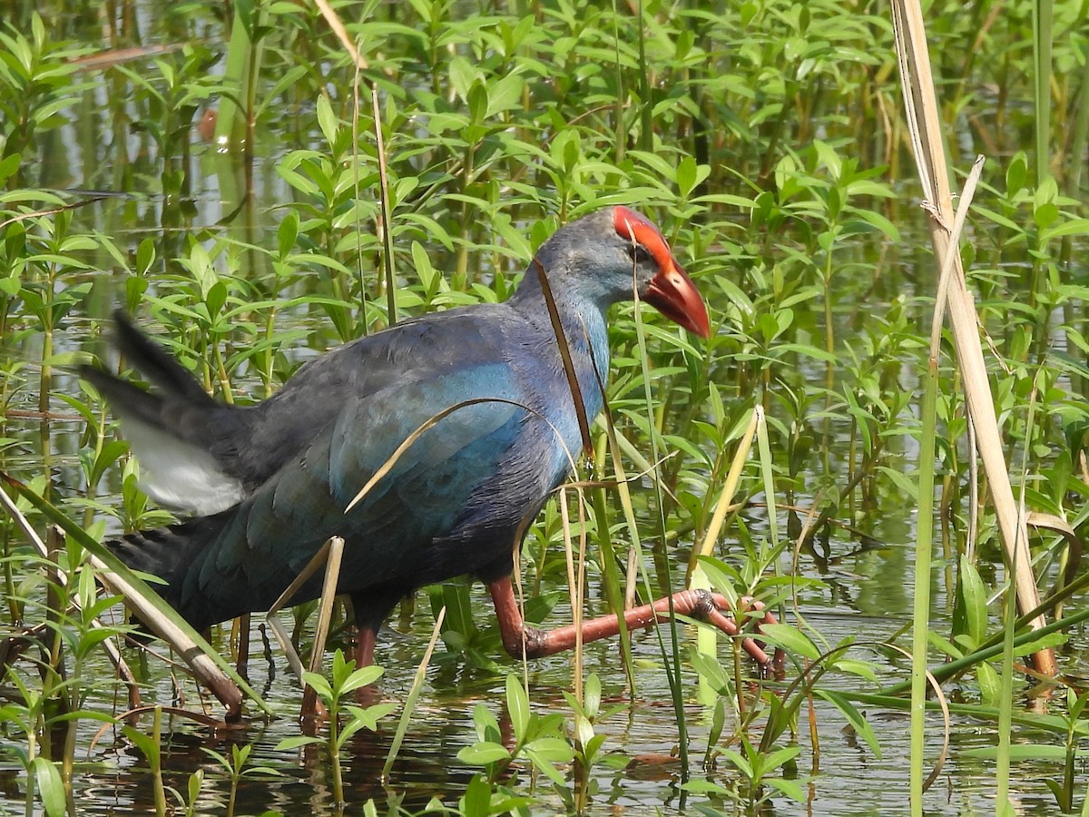 Gray-headed Swamphen - ML645633806