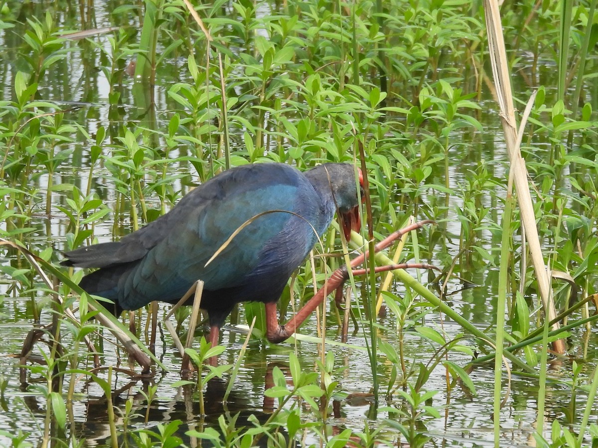 Gray-headed Swamphen - ML645633807