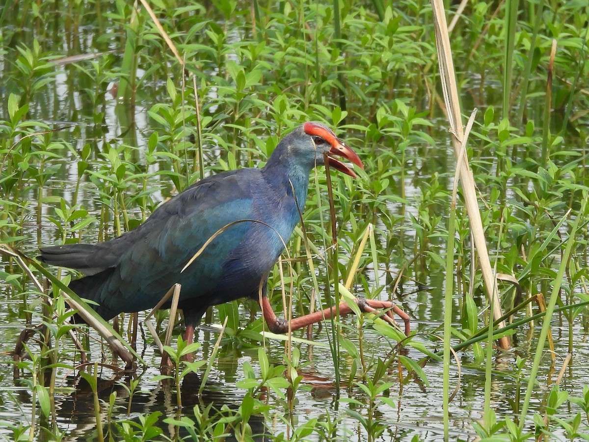 Gray-headed Swamphen - ML645633808