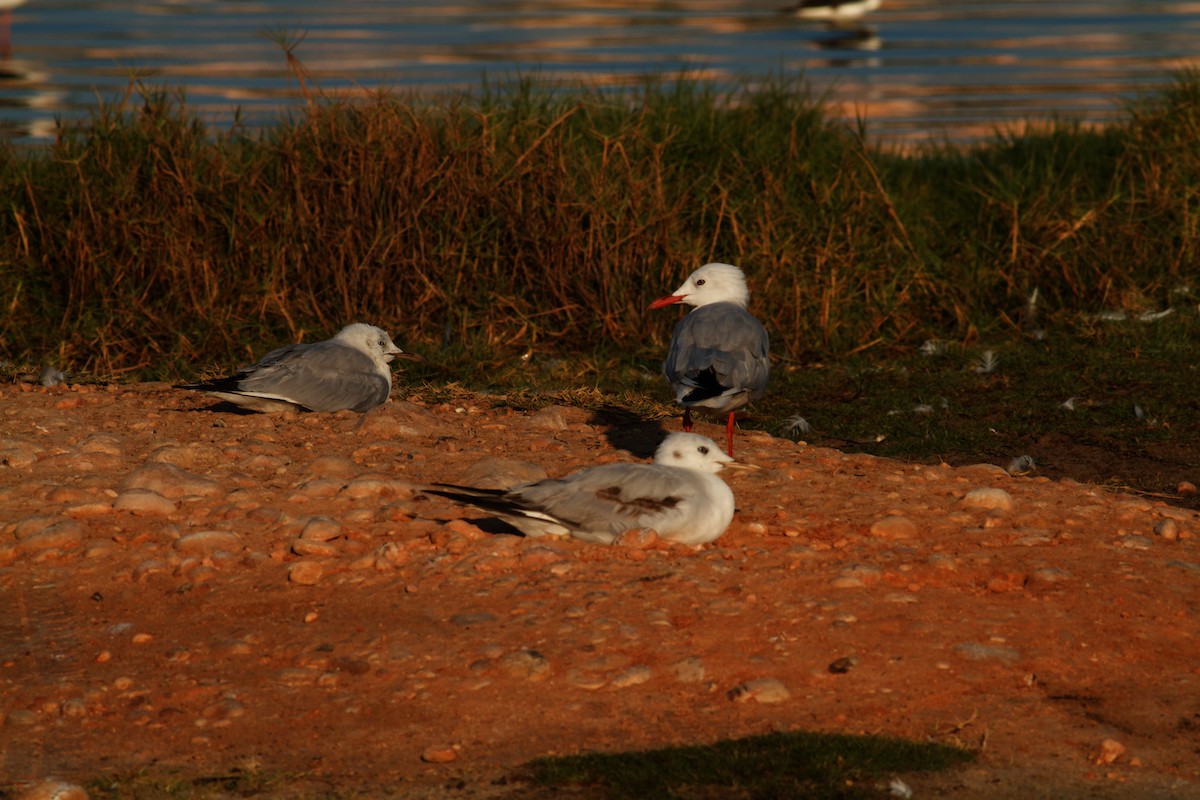 Морской голубок - ML645633813