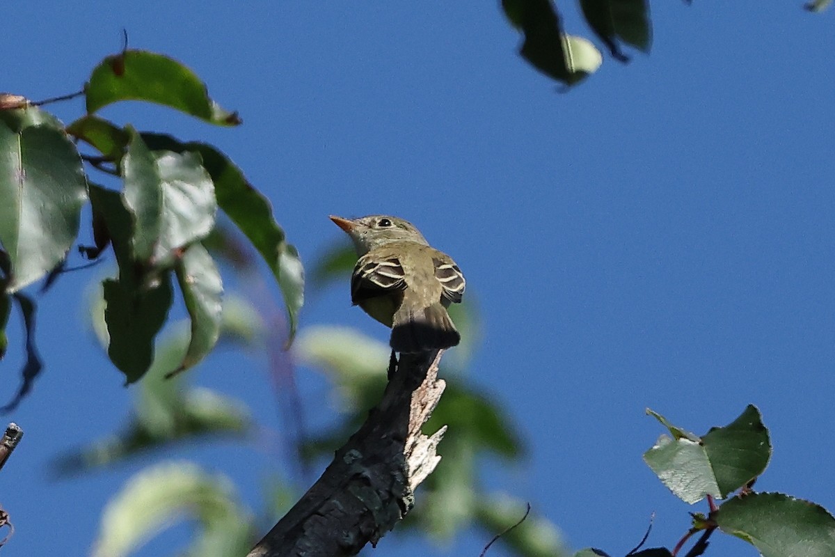 Лесной/Ивовый мухолов - ML645633814