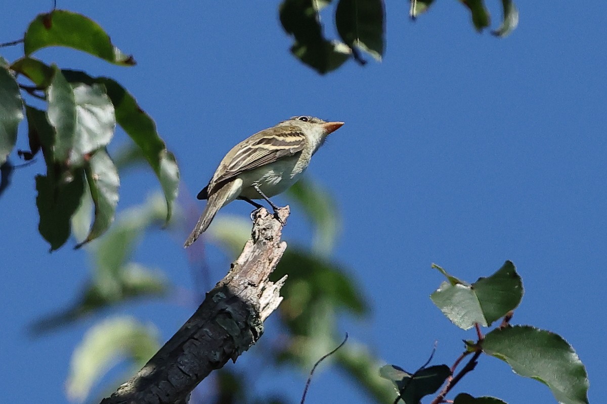 Лесной/Ивовый мухолов - ML645633816