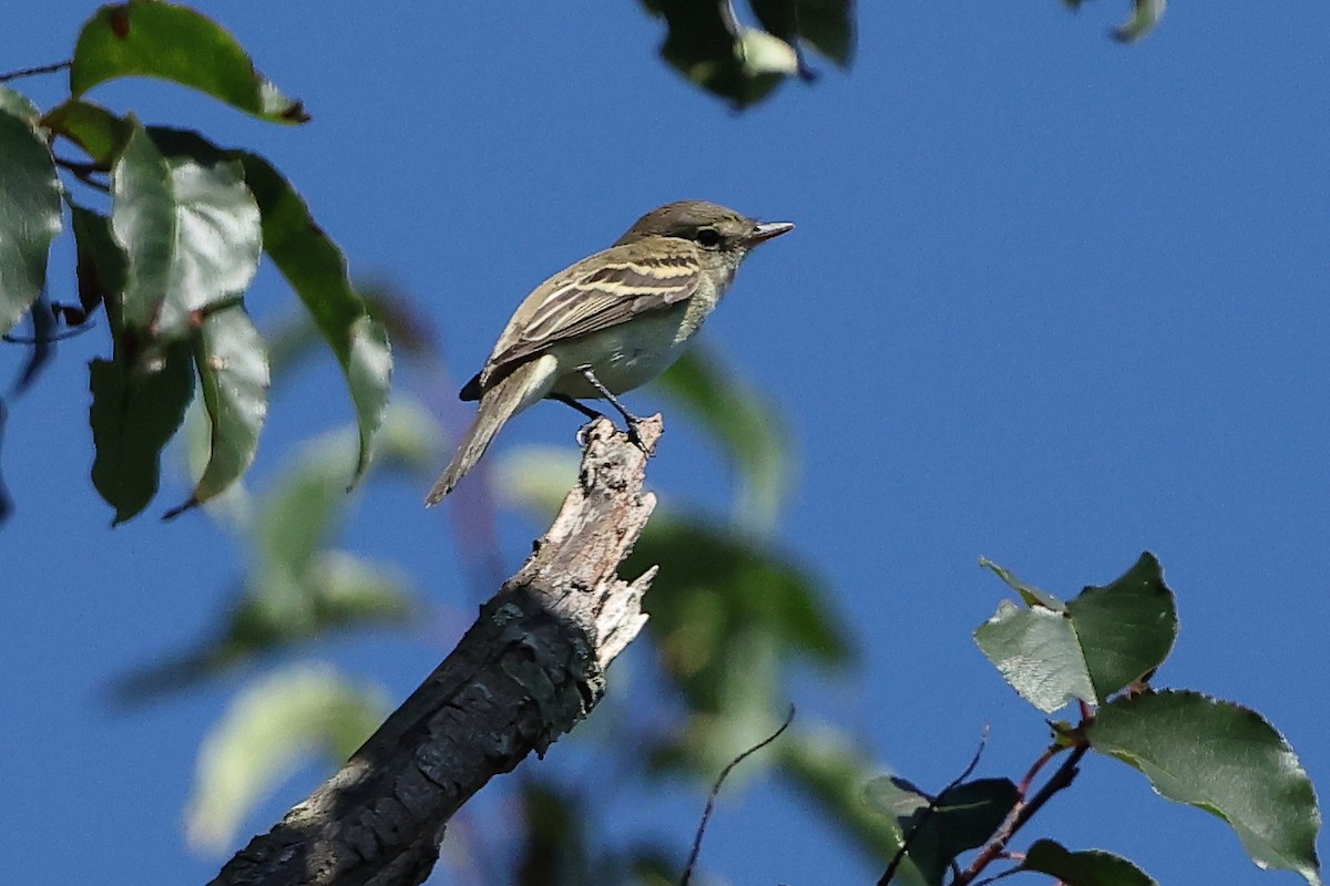 Лесной/Ивовый мухолов - ML645633818